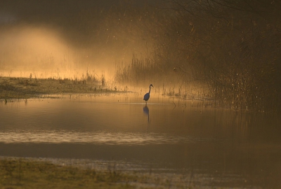 Ik vind deze foto zelf een geweldige sfeer hebben.
Met de opkomende zon en de dauw (mist) die optrekt.
Ik ben benieuwd wat jullie hiervan vinden.
Dit is mijn eerste foto hier.