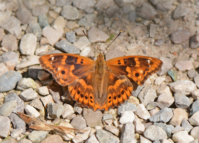 <i class='fa fa-user'></i>&nbsp;koekieman&nbsp;|  Kleine Weerschijnvlinder&nbsp; <i class='fa fa-eye'>&nbsp;133</i> &nbsp;<i class='fa fa-thumbs-up'>&nbsp;2</i> &nbsp; <i class='fa fa-comment-o'>&nbsp;7</i>