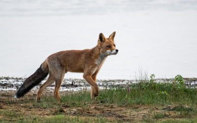 <i class='fa fa-user'></i>&nbsp;Eef Kieft&nbsp;|  Vos&nbsp; <i class='fa fa-eye'>&nbsp;129</i> &nbsp;<i class='fa fa-thumbs-up'>&nbsp;1</i> &nbsp; <i class='fa fa-comment-o'>&nbsp;3</i>