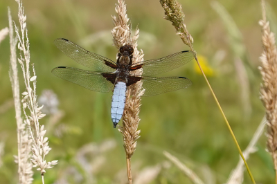 <i class='fa fa-user'></i>&nbsp;Peter van Eijk&nbsp;|  Platbuik&nbsp; <i class='fa fa-eye'>&nbsp;59</i> &nbsp;<i class='fa fa-thumbs-up'>&nbsp;1</i> &nbsp; <i class='fa fa-comment-o'>&nbsp;2</i>