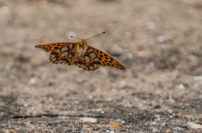 <i class='fa fa-user'></i>&nbsp;pietwil&nbsp;|  Kleine Parelmoervlinder&nbsp; <i class='fa fa-eye'>&nbsp;83</i> &nbsp;<i class='fa fa-thumbs-up'>&nbsp;4</i> &nbsp; <i class='fa fa-comment-o'>&nbsp;6</i>