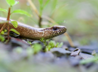 Op een pad wat naar beneden liep kwam ik deze Hazelworm tegen. Plat op de grond liggend heb ik hem met de macro lens vastgelegd.