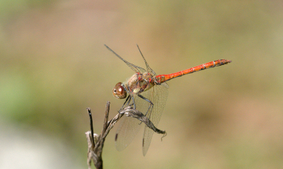 <i class='fa fa-user'></i>&nbsp;Ties Niehof&nbsp;|  Bruinrode Heidelibel&nbsp; <i class='fa fa-eye'>&nbsp;71</i> &nbsp;<i class='fa fa-thumbs-up'>&nbsp;1</i> &nbsp; <i class='fa fa-comment-o'>&nbsp;4</i>