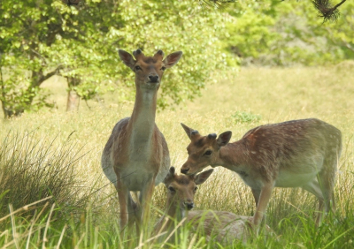 <i class='fa fa-user'></i>&nbsp;Jovanzo&nbsp;|  Damhert&nbsp; <i class='fa fa-eye'>&nbsp;91</i> &nbsp;<i class='fa fa-thumbs-up'>&nbsp;2</i> &nbsp; <i class='fa fa-comment-o'>&nbsp;6</i>