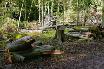 <i class='fa fa-user'></i>&nbsp;hesterb&nbsp;|  Stormschade&nbsp; <i class='fa fa-eye'>&nbsp;86</i> &nbsp; <i class='fa fa-comment-o'>&nbsp;2</i>