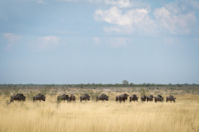 <i class='fa fa-user'></i>&nbsp;harrie69&nbsp;|  Blauwe Gnoe&nbsp; <i class='fa fa-eye'>&nbsp;77</i> &nbsp;<i class='fa fa-thumbs-up'>&nbsp;1</i> &nbsp; <i class='fa fa-comment-o'>&nbsp;3</i>