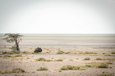 <i class='fa fa-user'></i>&nbsp;harrie69&nbsp;|  Blauwe Gnoe&nbsp; <i class='fa fa-eye'>&nbsp;100</i> &nbsp;<i class='fa fa-thumbs-up'>&nbsp;3</i> &nbsp; <i class='fa fa-comment-o'>&nbsp;10</i>