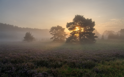 <i class='fa fa-user'></i>&nbsp;Jurgen Maassen&nbsp;|  Een mooie ochtend op de heide&nbsp; <i class='fa fa-eye'>&nbsp;110</i> &nbsp;<i class='fa fa-thumbs-up'>&nbsp;6</i> &nbsp; <i class='fa fa-comment-o'>&nbsp;8</i>