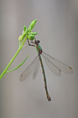 <i class='fa fa-user'></i>&nbsp;Cor&nbsp;|  Houtpantserjuffer&nbsp; <i class='fa fa-eye'>&nbsp;82</i> &nbsp;<i class='fa fa-thumbs-up'>&nbsp;4</i> &nbsp; <i class='fa fa-comment-o'>&nbsp;10</i>