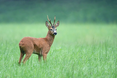 <i class='fa fa-user'></i>&nbsp;Eric Gibcus&nbsp;|  Ree&nbsp; <i class='fa fa-eye'>&nbsp;110</i> &nbsp;<i class='fa fa-thumbs-up'>&nbsp;4</i> &nbsp; <i class='fa fa-comment-o'>&nbsp;3</i>