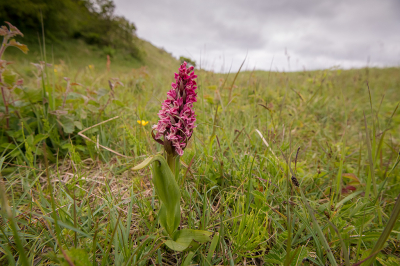 <i class='fa fa-user'></i> Willem Verhagen | Steenrode Orchis  <i class='fa fa-eye'> 82</i>  <i class='fa fa-thumbs-up'> 1</i>   <i class='fa fa-comment-o'> 3</i>