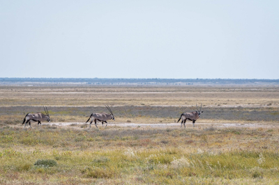 <i class='fa fa-user'></i>&nbsp;harrie69&nbsp;|  Gemsbok&nbsp; <i class='fa fa-eye'>&nbsp;71</i> &nbsp; <i class='fa fa-comment-o'>&nbsp;1</i>