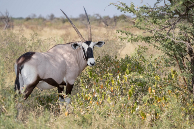 <i class='fa fa-user'></i>&nbsp;harrie69&nbsp;|  Gemsbok&nbsp; <i class='fa fa-eye'>&nbsp;75</i> &nbsp;<i class='fa fa-thumbs-up'>&nbsp;1</i> &nbsp; <i class='fa fa-comment-o'>&nbsp;2</i>