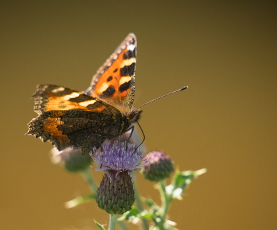 <i class='fa fa-user'></i>&nbsp;Truus Aletta Maan&nbsp;|  Kleine Vos&nbsp; <i class='fa fa-eye'>&nbsp;56</i> &nbsp;<i class='fa fa-thumbs-up'>&nbsp;1</i> &nbsp; <i class='fa fa-comment-o'>&nbsp;3</i>