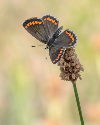 <i class='fa fa-user'></i>&nbsp;Johan van Gurp&nbsp;|  Bruin Blauwtje&nbsp; <i class='fa fa-eye'>&nbsp;92</i> &nbsp;<i class='fa fa-thumbs-up'>&nbsp;8</i> &nbsp; <i class='fa fa-comment-o'>&nbsp;7</i>