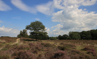 <i class='fa fa-user'></i>&nbsp;Tineke Strijbosch&nbsp;|  De heide bloeit&nbsp; <i class='fa fa-eye'>&nbsp;81</i> &nbsp; <i class='fa fa-comment-o'>&nbsp;1</i>