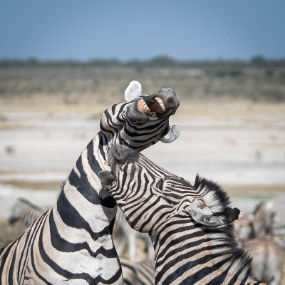 <i class='fa fa-user'></i>&nbsp;harrie69&nbsp;|  Gewone Zebra&nbsp; <i class='fa fa-eye'>&nbsp;79</i> &nbsp; <i class='fa fa-comment-o'>&nbsp;3</i>