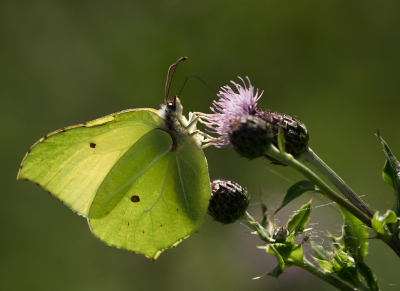 <i class='fa fa-user'></i>&nbsp;Truus Aletta Maan&nbsp;|  Citroenvlinder&nbsp; <i class='fa fa-eye'>&nbsp;47</i> &nbsp;<i class='fa fa-thumbs-up'>&nbsp;2</i> &nbsp; <i class='fa fa-comment-o'>&nbsp;6</i>