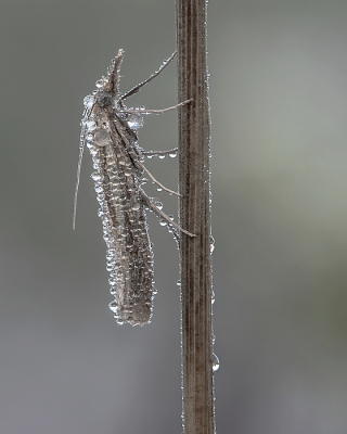 <i class='fa fa-user'></i>&nbsp;Johan van Gurp&nbsp;|  Variabele Grasmot&nbsp; <i class='fa fa-eye'>&nbsp;91</i> &nbsp;<i class='fa fa-thumbs-up'>&nbsp;10</i> &nbsp; <i class='fa fa-comment-o'>&nbsp;9</i>