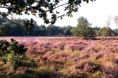 De heide in bloei. vanochtend in den Treek / Henschoten