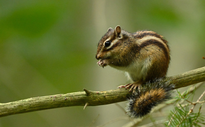 <i class='fa fa-user'></i>&nbsp;Arne Bakker&nbsp;|  Siberische Grondeekhoorn&nbsp; <i class='fa fa-eye'>&nbsp;97</i> &nbsp;<i class='fa fa-thumbs-up'>&nbsp;1</i> &nbsp; <i class='fa fa-comment-o'>&nbsp;5</i>