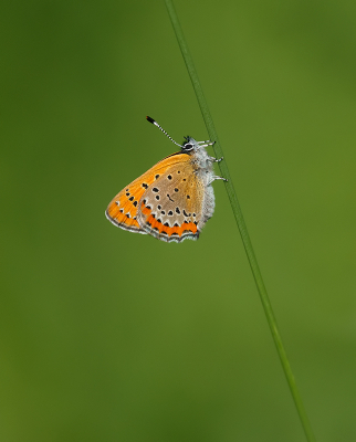 <i class='fa fa-user'></i>&nbsp;Jurgen Maassen&nbsp;|  Blauwe Vuurvlinder&nbsp; <i class='fa fa-eye'>&nbsp;165</i> &nbsp;<i class='fa fa-thumbs-up'>&nbsp;14</i> &nbsp; <i class='fa fa-comment-o'>&nbsp;7</i>