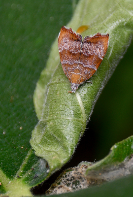 <i class='fa fa-user'></i>&nbsp;josephine&nbsp;|  Vijgenskeletteermot&nbsp; <i class='fa fa-eye'>&nbsp;74</i> &nbsp;<i class='fa fa-thumbs-up'>&nbsp;2</i> &nbsp; <i class='fa fa-comment-o'>&nbsp;5</i>