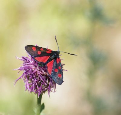 <i class='fa fa-user'></i>&nbsp;rixte&nbsp;|  Vijfvlek-sint-jansvlinder&nbsp; <i class='fa fa-eye'>&nbsp;66</i> &nbsp;<i class='fa fa-thumbs-up'>&nbsp;4</i> &nbsp; <i class='fa fa-comment-o'>&nbsp;5</i>