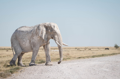 <i class='fa fa-user'></i>&nbsp;harrie69&nbsp;|  Afrikaanse Olifant&nbsp; <i class='fa fa-eye'>&nbsp;121</i> &nbsp;<i class='fa fa-thumbs-up'>&nbsp;1</i> &nbsp; <i class='fa fa-comment-o'>&nbsp;3</i>