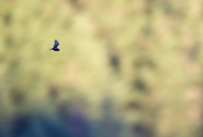 <i class='fa fa-user'></i>&nbsp;jeb&nbsp;|  Rosse Vleermuis&nbsp; <i class='fa fa-eye'>&nbsp;133</i> &nbsp;<i class='fa fa-thumbs-up'>&nbsp;3</i> &nbsp; <i class='fa fa-comment-o'>&nbsp;4</i>