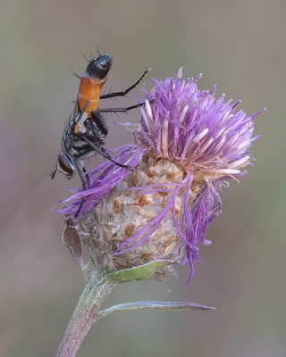 <i class='fa fa-user'></i> Johan van Gurp | Cylindromyia brassicaria  <i class='fa fa-eye'> 62</i>  <i class='fa fa-thumbs-up'> 2</i>   <i class='fa fa-comment-o'> 5</i>