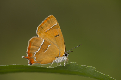 <i class='fa fa-user'></i>&nbsp;walter&nbsp;|  Sleedoornpage&nbsp; <i class='fa fa-eye'>&nbsp;100</i> &nbsp;<i class='fa fa-thumbs-up'>&nbsp;3</i> &nbsp; <i class='fa fa-comment-o'>&nbsp;4</i>