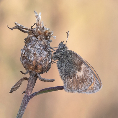<i class='fa fa-user'></i>&nbsp;Johan van Gurp&nbsp;|  Hooibeestje&nbsp; <i class='fa fa-eye'>&nbsp;53</i> &nbsp;<i class='fa fa-thumbs-up'>&nbsp;1</i> &nbsp; <i class='fa fa-comment-o'>&nbsp;2</i>