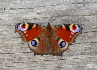 <i class='fa fa-user'></i>&nbsp;koekieman&nbsp;|  Dagpauwoog&nbsp; <i class='fa fa-eye'>&nbsp;75</i> &nbsp;<i class='fa fa-thumbs-up'>&nbsp;4</i> &nbsp; <i class='fa fa-comment-o'>&nbsp;8</i>