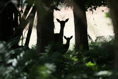 <i class='fa fa-user'></i>&nbsp;GertvanderSchaaf&nbsp;|  Damhert&nbsp; <i class='fa fa-eye'>&nbsp;94</i> &nbsp;<i class='fa fa-thumbs-up'>&nbsp;1</i> &nbsp; <i class='fa fa-comment-o'>&nbsp;6</i>