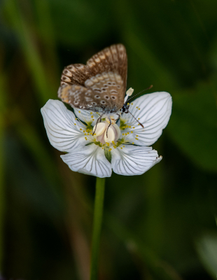 <i class='fa fa-user'></i> Eef Kieft | Parnassia  <i class='fa fa-eye'> 79</i>  <i class='fa fa-thumbs-up'> 2</i>   <i class='fa fa-comment-o'> 3</i>