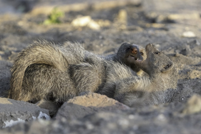 <i class='fa fa-user'></i>&nbsp;harrie69&nbsp;|  Zebramangoeste&nbsp; <i class='fa fa-eye'>&nbsp;107</i> &nbsp;<i class='fa fa-thumbs-up'>&nbsp;3</i> &nbsp; <i class='fa fa-comment-o'>&nbsp;2</i>