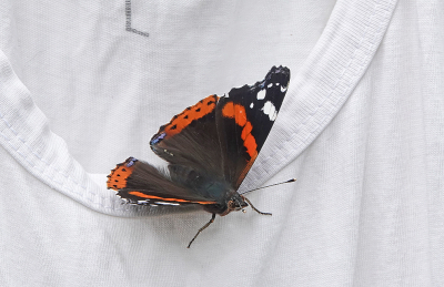 <i class='fa fa-user'></i>&nbsp;nelappelmelk&nbsp;|  Atalanta&nbsp; <i class='fa fa-eye'>&nbsp;57</i> &nbsp; <i class='fa fa-comment-o'>&nbsp;5</i>