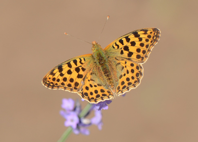 <i class='fa fa-user'></i>&nbsp;koekieman&nbsp;|  Kleine Parelmoervlinder&nbsp; <i class='fa fa-eye'>&nbsp;85</i> &nbsp;<i class='fa fa-thumbs-up'>&nbsp;8</i> &nbsp; <i class='fa fa-comment-o'>&nbsp;7</i>