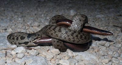 Coronella austriaca / Gladde Slang / Smooth Snake