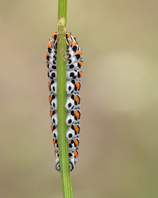 <i class='fa fa-user'></i>&nbsp;Johan van Gurp&nbsp;|  Koninginnenpage&nbsp; <i class='fa fa-eye'>&nbsp;92</i> &nbsp;<i class='fa fa-thumbs-up'>&nbsp;5</i> &nbsp; <i class='fa fa-comment-o'>&nbsp;7</i>