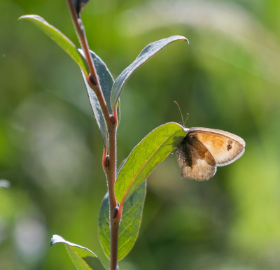 <i class='fa fa-user'></i>&nbsp;Eef Kieft&nbsp;|  Hooibeestje&nbsp; <i class='fa fa-eye'>&nbsp;43</i> &nbsp; <i class='fa fa-comment-o'>&nbsp;4</i>