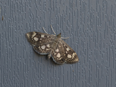 <i class='fa fa-user'></i>&nbsp;Ad Sprang&nbsp;|  Gewone Coronamot&nbsp; <i class='fa fa-eye'>&nbsp;83</i> &nbsp;<i class='fa fa-thumbs-up'>&nbsp;7</i> &nbsp; <i class='fa fa-comment-o'>&nbsp;8</i>