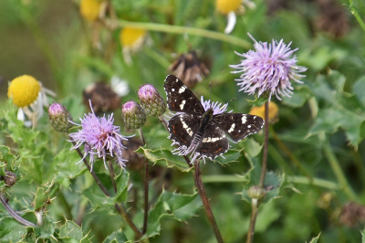 <i class='fa fa-user'></i>&nbsp;kooyammers&nbsp;|  Landkaartje&nbsp; <i class='fa fa-eye'>&nbsp;50</i> &nbsp;<i class='fa fa-thumbs-up'>&nbsp;3</i> &nbsp; <i class='fa fa-comment-o'>&nbsp;8</i>