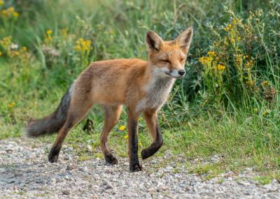 <i class='fa fa-user'></i>&nbsp;pietwil&nbsp;|  Vos&nbsp; <i class='fa fa-eye'>&nbsp;91</i> &nbsp;<i class='fa fa-thumbs-up'>&nbsp;1</i> &nbsp; <i class='fa fa-comment-o'>&nbsp;3</i>