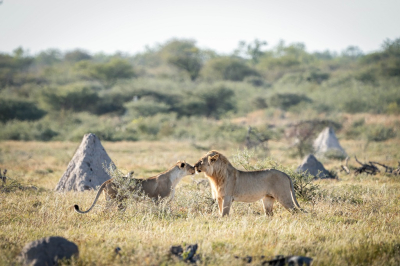 <i class='fa fa-user'></i>&nbsp;harrie69&nbsp;|  Leeuw&nbsp; <i class='fa fa-eye'>&nbsp;115</i> &nbsp; <i class='fa fa-comment-o'>&nbsp;5</i>