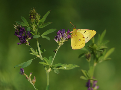 <i class='fa fa-user'></i>&nbsp;Jurgen Maassen&nbsp;|  Gele Luzernevlinder&nbsp; <i class='fa fa-eye'>&nbsp;82</i> &nbsp;<i class='fa fa-thumbs-up'>&nbsp;3</i> &nbsp; <i class='fa fa-comment-o'>&nbsp;3</i>