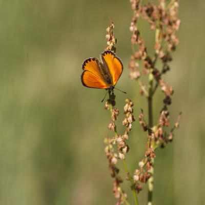 <i class='fa fa-user'></i>&nbsp;rixte&nbsp;|  Morgenrood&nbsp; <i class='fa fa-eye'>&nbsp;80</i> &nbsp; <i class='fa fa-comment-o'>&nbsp;3</i>