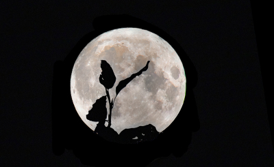 <i class='fa fa-user'></i>&nbsp;Bertus&nbsp;|  Maan&nbsp; <i class='fa fa-eye'>&nbsp;97</i> &nbsp;<i class='fa fa-thumbs-up'>&nbsp;1</i> &nbsp; <i class='fa fa-comment-o'>&nbsp;8</i>