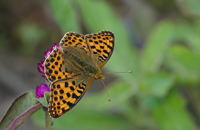 <i class='fa fa-user'></i>&nbsp;nelappelmelk&nbsp;|  Kleine Parelmoervlinder&nbsp; <i class='fa fa-eye'>&nbsp;79</i> &nbsp;<i class='fa fa-thumbs-up'>&nbsp;2</i> &nbsp; <i class='fa fa-comment-o'>&nbsp;9</i>